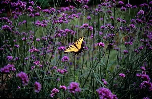 Image of Verbena bonariensis – 6 Pflanzen – Patagonisches Eisenkraut – Lila Blüten – Schmetterlings – & Bienenfreundlich – Pflegeleicht & Winterhart-4
