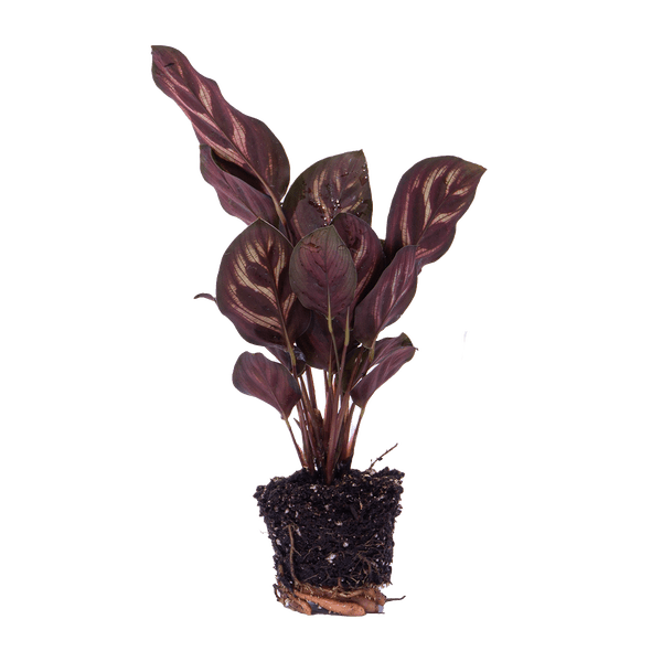Image of Calathea Makoyana Zimmerpflanze – pflegeleichte Grünpflanze für Wohnzimmer, Büro & helle Standorte kaufen-3