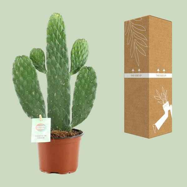 Image of Feigenkaktus Opuntia Rubescens Consolea Zimmerpflanze Ø12cm ↕35cm – pflegeleichte Sukkulente für Wohnzimmer, Büro & helle Standorte kaufen