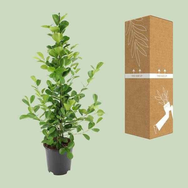 Image of Chinesische Feige – Ficus microcarpa Moclame – ca. 95-105cm hoch – Ø21cm – Zimmerpflanze-2