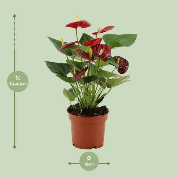 Image of Anthurium Calon – Flamingoblume – Zimmerpflanze – Ø12cm – ↕36cm – Tropische Blühpflanze mit herzförmigen Blüten – Luftreinigend & pflegeleicht