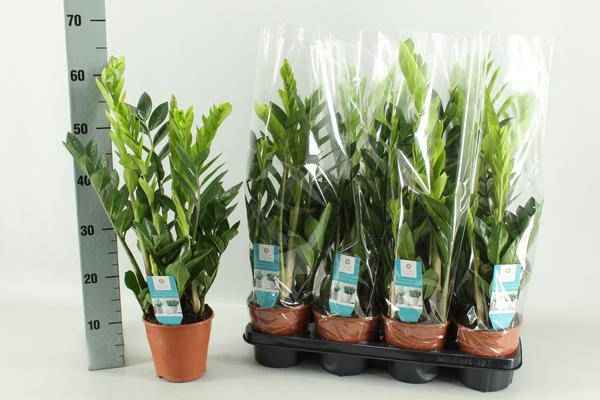 Image of Glücksfeder Zamioculcas – Zimmerpflanze – Ø14cm – 65cm hoch – Pflegeleicht & robust – Ideal für Wohnzimmer & Büro