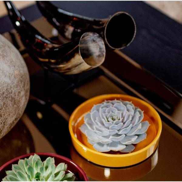 Image of Sukkulente – Echeveria pulidonis ROOTLESS – Ø20cm Schale Gelb – Zimmerpflanze ohne Wurzeln – Pflegeleichte Schnitt