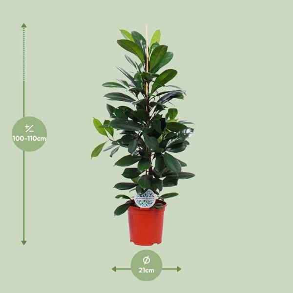 Image of Gummibaum Ficus Cyathistipula – Zimmerpflanze Ø21cm – ca. 105cm hoch – pflegeleichte tropische Pflanze für Wohnzimmer, Büro & Innenraumbegrünung-1
