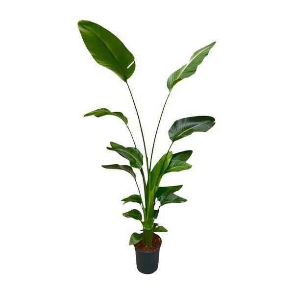 Image of Baum – Strelitzie – Strelitzia Nicolai – Zimmerpflanze 175cm – Ø24cm – Weißer Paradiesvogel mit großen grünen Blättern-0