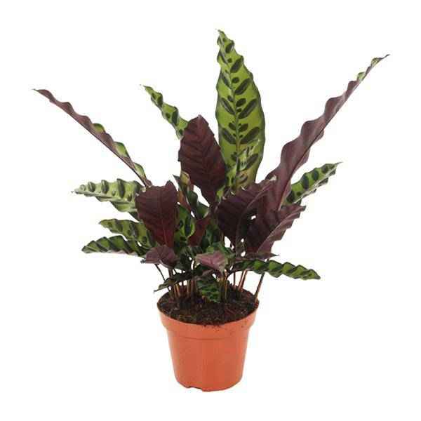 Image of Lanzenblättrige Korbmarante Calathea Insignis Zimmerpflanze Ø12cm ↕50cm – pflegeleichte Grünpflanze für Wohnzimmer, Büro & helle Standorte kaufen-0