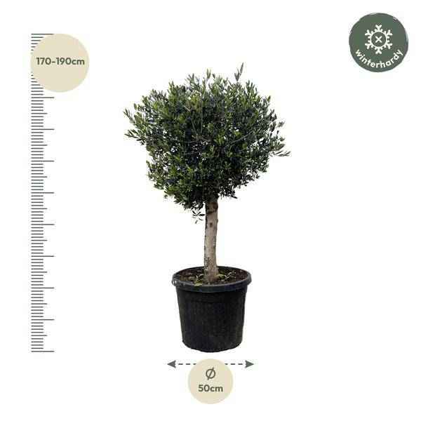 Image of Olivenbaum – Olea Europaea Lorc 180cm – Ø50cm – Mediterrane Kübelpflanze mit silbergrünen Blättern – Pflegeleicht
