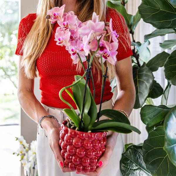 Image of Beeren – Topf Zimmerpflanze Ø9cm – pflegeleichte Grünpflanze für Wohnzimmer, Büro & helle Standorte kaufen-3