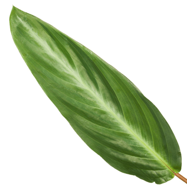 Image of Calathea Stripestar – Korbmarante – Ø12cm – 40cm hoch – Zimmerpflanze mit dekorativen Blättern – Luftreinigend & pflegeleicht