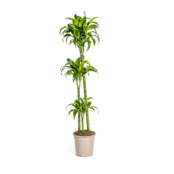 Image of Dracaena Deremensis Dorado – Drachenbaum – Ø24cm – ↕120-140cm – Elegante Zimmerpflanze mit dunkelgrünen Blättern & gelbem Rand-0