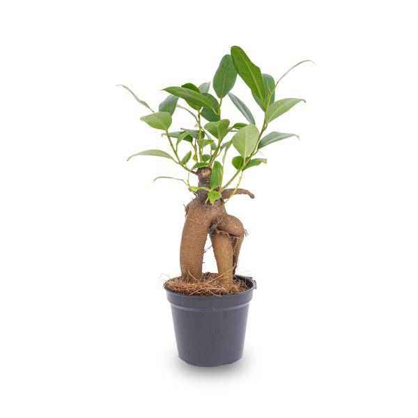 Image of Chinesische Feige Ficus Ginseng Bonsai Zimmerpflanze Ø6cm – pflegeleichte Grünpflanze für Wohnzimmer, Büro & helle Standorte kaufen