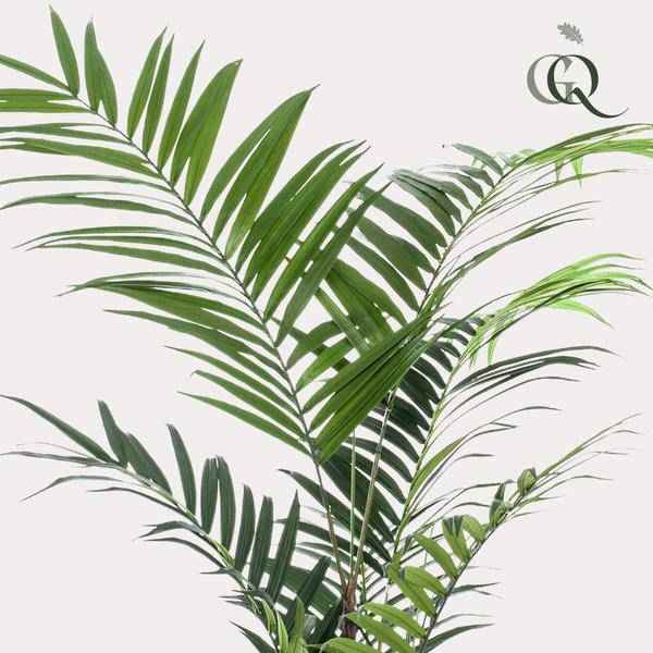 Image of Kunstpflanze Kentia Palme – ca. 210cm hoch – XXL künstliche Kentiapalme mit großen Wedeln – Tropische Zimmerpflanze für Zimmer & Büro