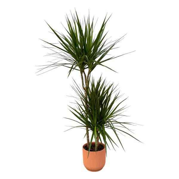 Image of Dracaena Marginata – Drachenbaum – Zimmerpflanze ca. 120cm – Ø21cm – inkl. Pflanzgefäß Vibes Fold Rosa D22xH20