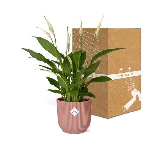 Image of Einblatt Spathiphyllum Torelli Zimmerpflanze Ø12cm – pflegeleichte Grünpflanze für Wohnzimmer, Büro & helle Standorte kaufen-2