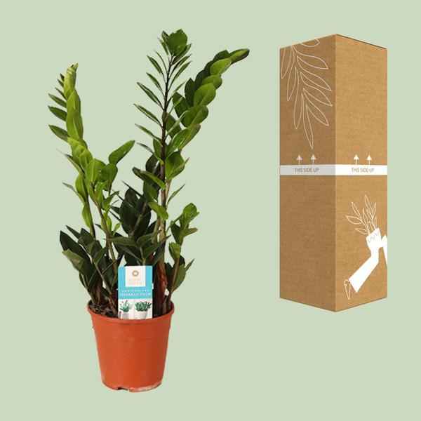 Image of Glücksfeder Zamioculcas Zamiifolia Zimmerpflanze Ø14cm ↕45cm – pflegeleichte Grünpflanze für Wohnzimmer, Büro & helle Standorte kaufen
