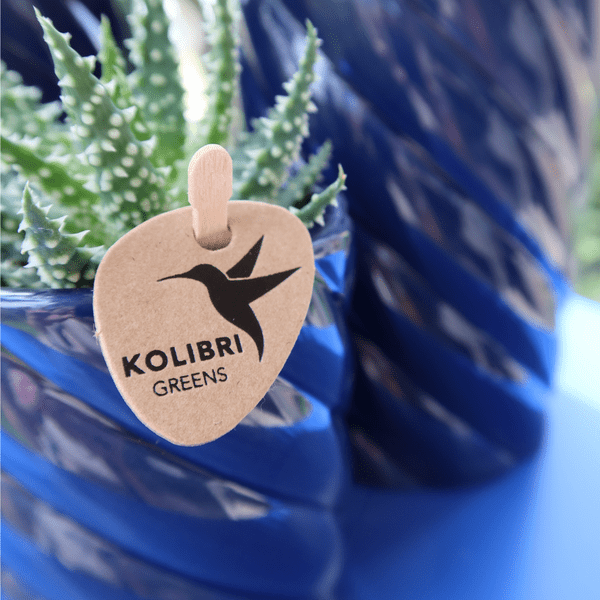 Image of Candy Dekotopf – Hoch – Blau – Ø6cm – Keramik Übertopf in Pastellblau – Stilvoller Blumentopf für Mini – Orchideen & Zimmerpflanzen – Pflanzentopf