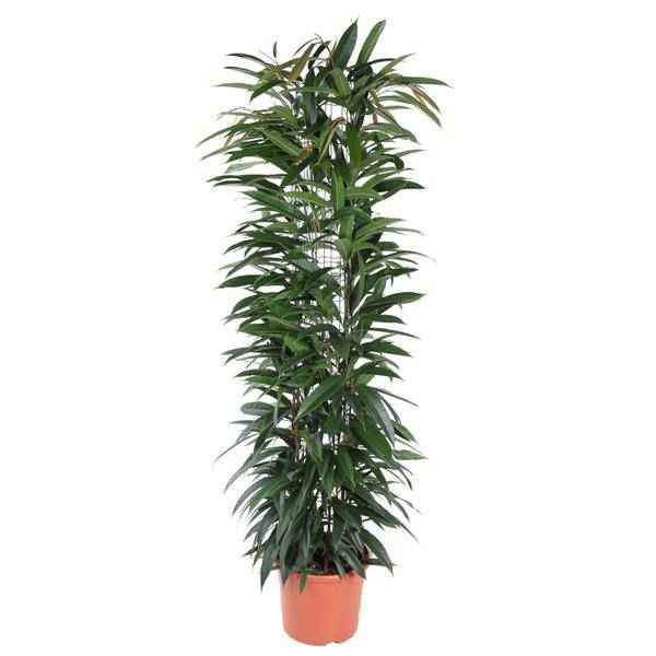 Image of Schmalblättriger Gummibaum – Ficus Alii King 150cm – Ø29cm – Zimmerpflanze mit langen dunkelgrünen Blättern – Pflegeleicht-0