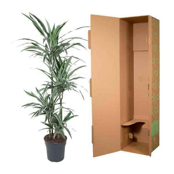Image of Drachenbaum Zimmerpflanze Ø24cm ↕150cm – pflegeleichte Grünpflanze für Wohnzimmer, Büro & helle Standorte kaufen-2