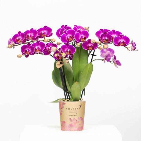 Image of Phalaenopsis Orchidee Lilac Morelia – Zimmerpflanze – Ø9cm – Fliederfarbene Blütenpracht-2