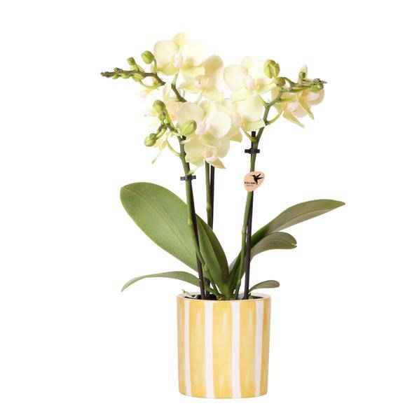 Image of Phalaenopsis Orchidee Mexico Gelb – Zimmerpflanze Ø9cm – inkl. Painted Stripe Topf Gelb – Gelbe Multiflora – Orchidee mit 2-3 Blütenstielen