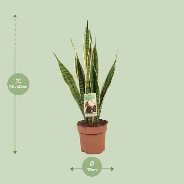 Image of Bogenhanf Sansevieria trifasciata Laurentii Zimmerpflanze Ø17cm ↕60cm – pflegeleichte Grünpflanze für Wohnzimmer, Büro & helle Standorte kaufen-1