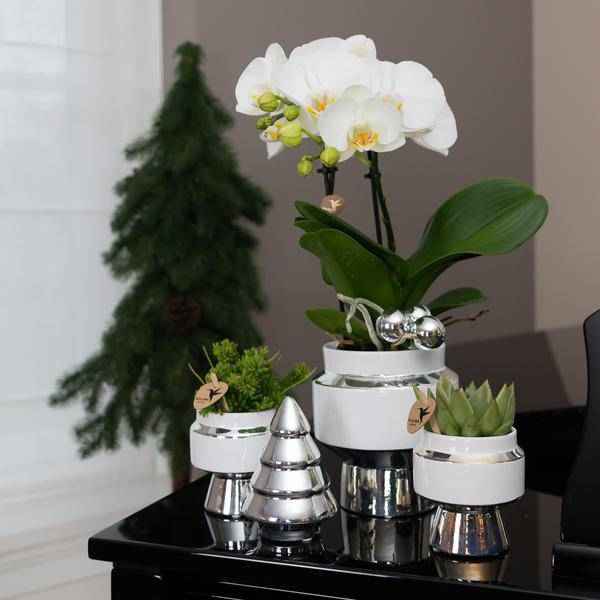 Image of Le Chic Blumentopf Zimmerpflanze Ø6cm mit dekorativem Übertopf – blühende Orchidee für Wohnzimmer, Büro & helle Standorte kaufen-3