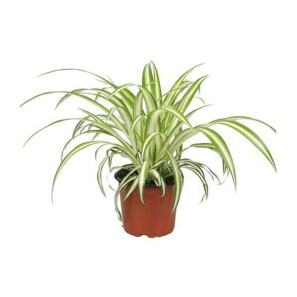 Image of Grünlilie Chlorophytum – Zimmerpflanze – Ø12cm – ↕25cm – Spider – Pflanze – Pflegeleicht – Halbschatten – Luftreinigend