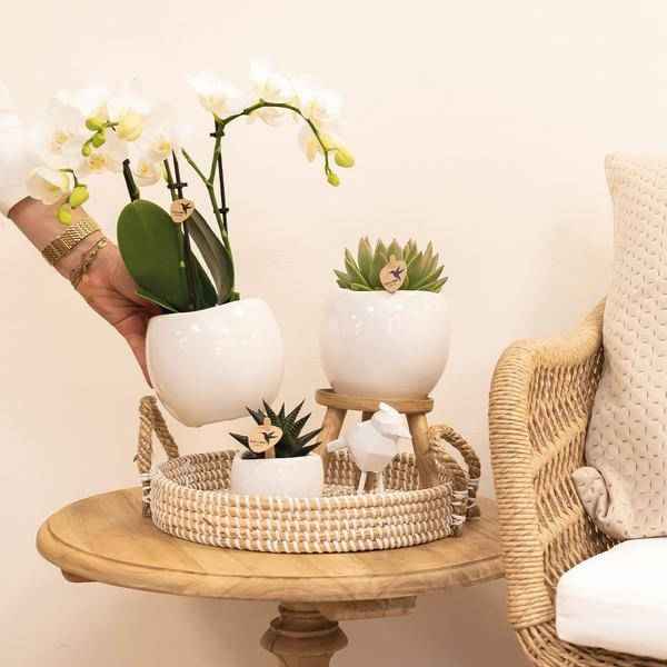 Image of Blumentopf Bowl – Weiß – Keramik – Ziertopf Ø9cm – Handgefertigter Übertopf mit Wellenrand – Für Zimmerpflanzen & Sukkulenten-4