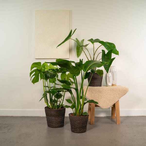 Image of Zimmerpflanzen Set Ø21cm Ø19cm ↕75cm – pflegeleichtes Pflanzen Set für Urban Jungle, Fensterbank, Wohnzimmer & Büro-1