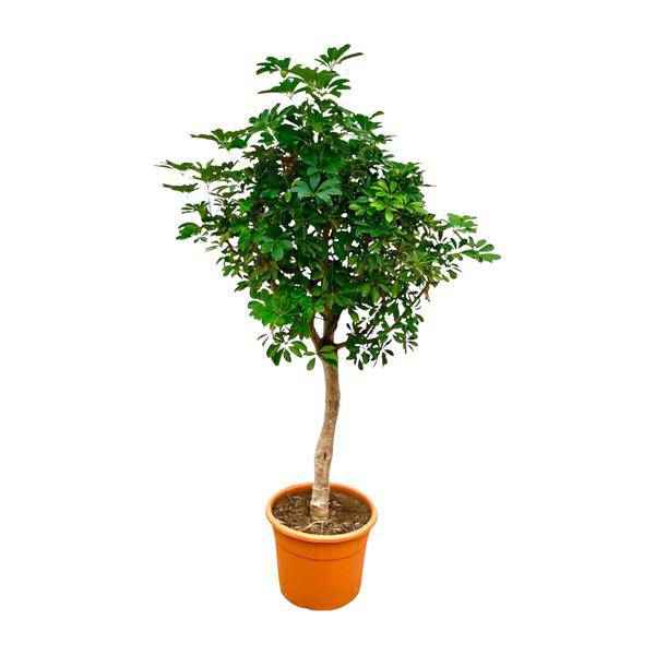 Image of Strahlenaralie – Schefflera auf Stiel – Zimmerpflanze 210cm – Ø45cm – Immergrüne XXL – Grünpflanze mit handförmigen Blättern – Pflegeleicht