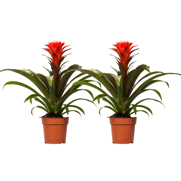 Image of Guzmania Hope – Bromelie – 2 Zimmerpflanzen Ø12cm – ca. 40cm hoch – Tropische Blühpflanze mit leuchtend gelber & roter Blüte-0