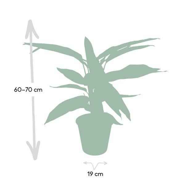 Image of Calathea Triostar – Ø17cm H60cm – Tropische Zimmerpflanze mit rosa – grün – weißem Blattmuster – Pflegeleicht – Für indirektes Licht – Luftreinigend-3