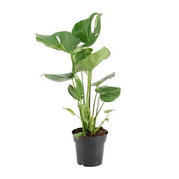 Image of Köstliches Fensterblatt – Monstera Deliciosa – pflegeleichte Zimmerpflanze – Ø17cm – ca. 60cm hoch – dekorative Grünpflanze mit großen Blättern-0