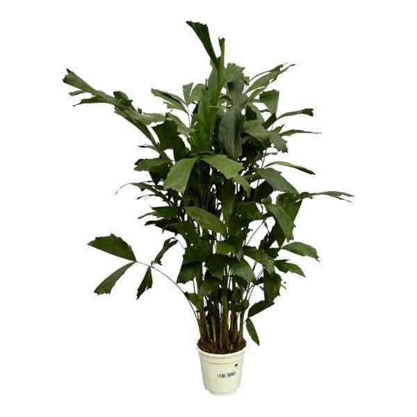 Image of Fischschwanzpalme – Caryota Mitis – Tropische Zimmerpflanze ↕120cm – Ø19cm – Exotische Palme mit gefiederten Blättern