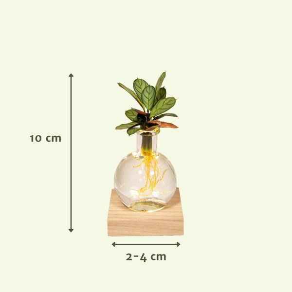 Image of Calathea Hydroponie – Mischung im Samoa Glas mit LED Beleuchtung Zimmerpflanze Ø12cm ↕10cm – pflegeleichte Grünpflanze für Wohnzimmer, Büro
