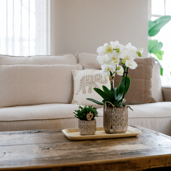 Image of Phalaenopsis Orchidee Amabilis Weiß – Geschenkset mit Jaguar Ziertöpfen, Grünpflanze & Bambustablett-1