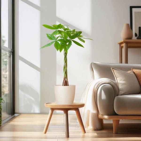 Image of Pachira Aquatica Geldbaum Glückskastanie ca. 80cm mit geflochtenem Stamm im weißen Viber Biotopf Ø21cm – Zimmerpflanze für Wohnung Büro Wohnzimmer-2