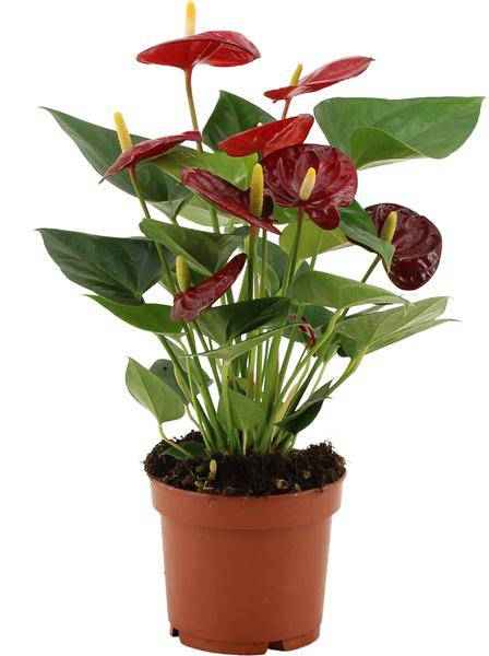 Image of Anthurium Calon – Flamingoblume – Zimmerpflanze – Ø12cm – ↕36cm – Tropische Blühpflanze mit herzförmigen Blüten – Luftreinigend & pflegeleicht