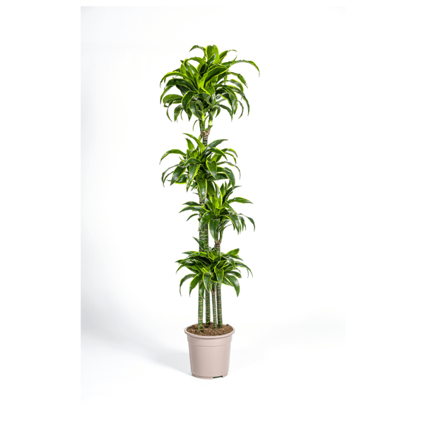 Image of Drachenbaum Dracaena Deremensis Dorado Zimmerpflanze Ø27cm ↕180cm – pflegeleichte Grünpflanze für Wohnzimmer, Büro & helle Standorte kaufen-0