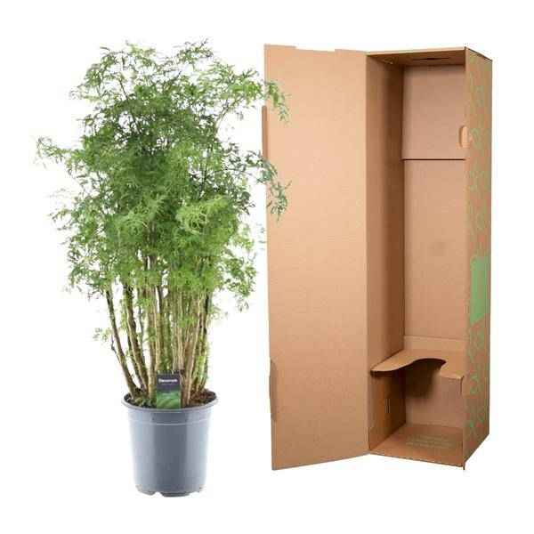 Image of Polyscias Hawaiiana Ming – Fiederaralie – Immergrüne Zimmerpflanze – Elegante Grünpflanze für Wohnzimmer & Büro – ↕90cm – Ø24cm-2