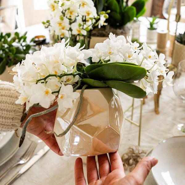 Image of Weiße Orchidee 'Nazaré' Zimmerpflanze Ø9cm – blühende Orchidee für Wohnzimmer, Büro & helle Standorte kaufen-1