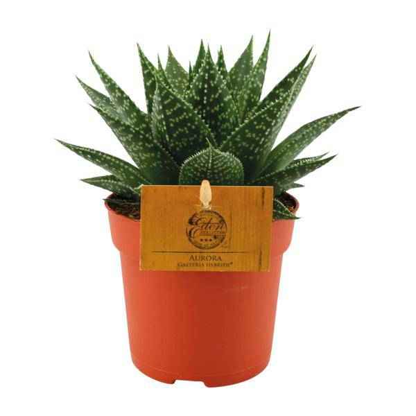 Image of Sukkulente Gasterie Hybride Aurora Zimmerpflanze Ø11cm ↕15cm – pflegeleichte Sukkulente für Wohnzimmer, Büro & helle Standorte kaufen