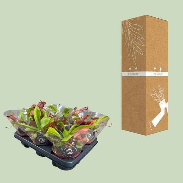 Image of Fleischfressende Pflanze – Nepenthes Alata – Kannenpflanze – Ø12cm – ↕17cm – Exotische Zimmerpflanze mit dekorativen Kannenfallen – Pflegeleicht & dekorativ