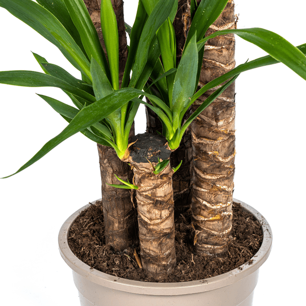 Image of Riesen – Palmlilie Yucca Elephantipes Zimmerpflanze Ø27cm ↕160cm – pflegeleichte Grünpflanze für Wohnzimmer, Büro & helle Standorte kaufen