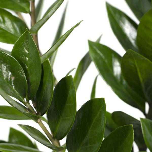 Image of Glücksfeder Zamioculcas Zamiifolia Zimmerpflanze Ø17cm ↕70cm – pflegeleichte Grünpflanze für Wohnzimmer, Büro & helle Standorte kaufen