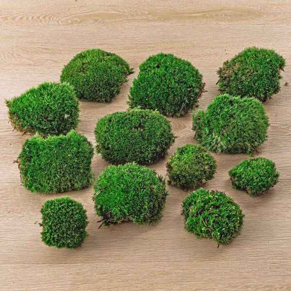 Image of Lebendes Kissenmoos – pflegeleichter Flaschengarten im Glas, Pflanzen Terrarium für Wohnzimmer & Büro-1