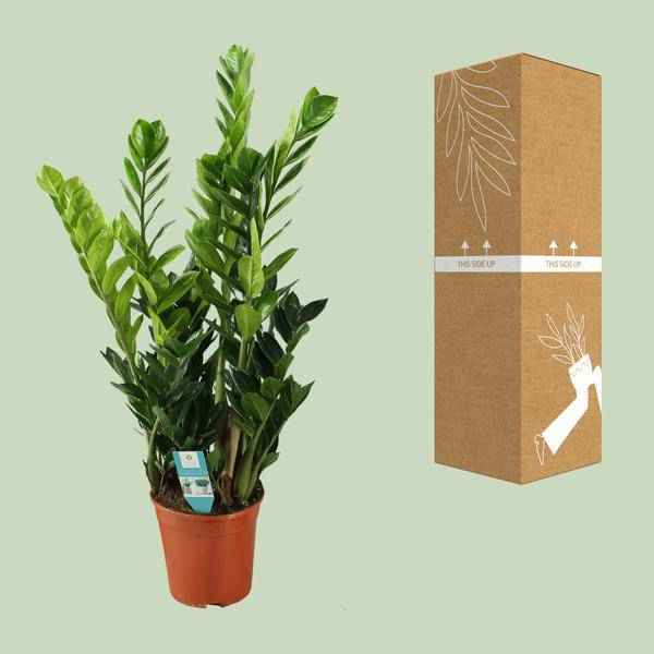 Image of Glücksfeder Zamioculcas – Zimmerpflanze – Ø21cm – ca. 75cm hoch – Luftreinigend & pflegeleicht – Für halbschattige Innenbereiche-3