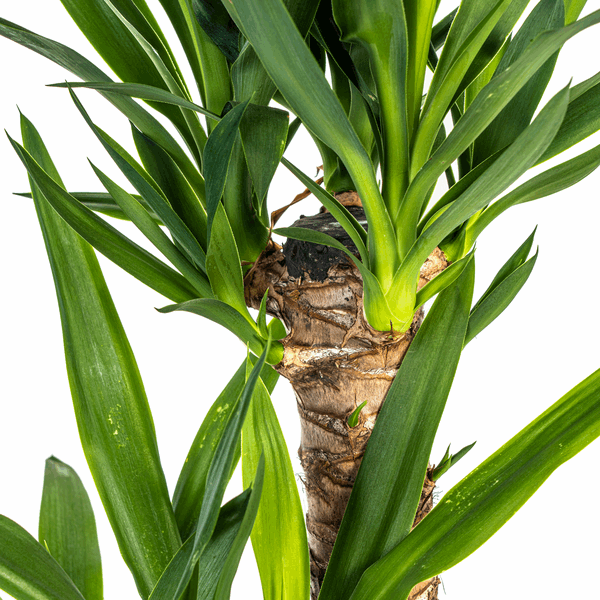 Image of Yucca Elephantipes – Riesen – Palmlilie – Zimmerpflanze Ø19cm ↕70-90cm – Robust & pflegeleicht – Exotisch & dekorativ-2