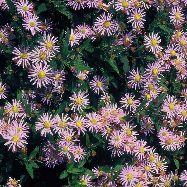 Image of Wild – Aster – Aster ageratoides 'Asran' – Herbstblüher – Staude – Hellblaue Blüten – 60 Pflanzen – Ø9cm – ↕10-25cm-0