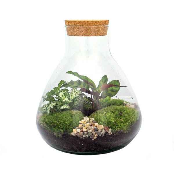 Image of Flaschengarten ↕27cm – pflegeleichter Flaschengarten im Glas, Pflanzen Terrarium für Wohnzimmer & Büro